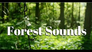 Nature sounds Meditation forest sounds of birds singing relaxation  4 minutes [upl. by Oliana]