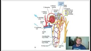 kidney blood flow [upl. by Lanam]