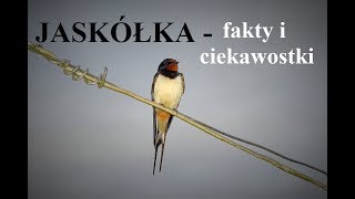 JASKÓŁKI  fakty i ciekawostki [upl. by Noak814]