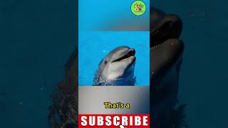 Dolphin dolphin dolphins dolphinnose dolphinfish cutedolphine dolphindance [upl. by Naahs]