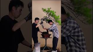 Bonsai farm bonsai woodworking viralshorts ytshorts nature [upl. by Id]