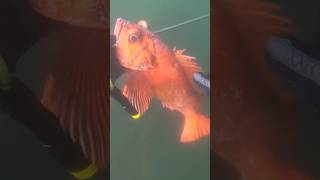 Vermillion Rockfish  Spearfishing California  Central California [upl. by Norty]