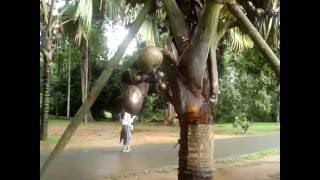 Double coconutLodoicea maldivicaRoyal Botanical Gardens PeradeniyaKandySri Lanka [upl. by Kovacev]