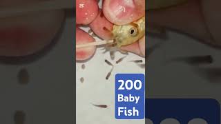 Maylandia Estherae cichlid fish gives birth to 200 baby fish 🐟🐬🐋 fish [upl. by Girish544]