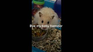 Bye my hamster 😭 emotional hamsters death [upl. by Arella]