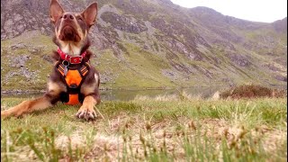 Cadair Idris Penygadair Drone Flight [upl. by Fineberg]