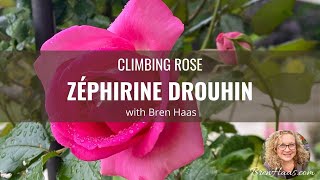 ZÉPHIRINE DROUHIN Climbing Rose Review [upl. by Cope]