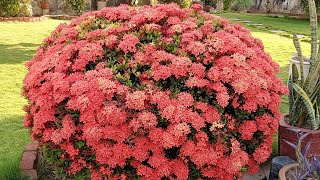 Chinese ixora plant tips  How do you take care of a Chinese ixora plant [upl. by Anitsyrc598]