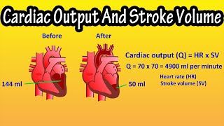 What Is Cardiac Output And Stroke Volume Of The Heart Explained [upl. by Aicercul]