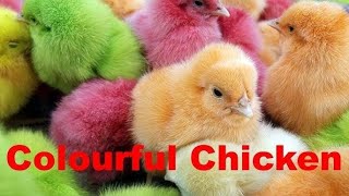 Hen video hen songcolourful hen babycolourful henmurgi murga asmrvideo [upl. by Mathew]