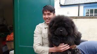 Chow Chow Puppy Gets A Bit Too Excited [upl. by Eigla]