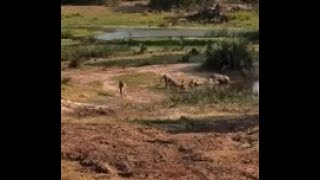 4 Lionesses at Tembe [upl. by Attenaz7]