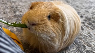 A pet guinea pig eats grass 🌱 [upl. by Aleyam188]