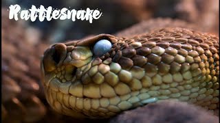 Deadliest Snakes in the USA Top 10 Venomous and nonvenomous Species [upl. by Anelat913]