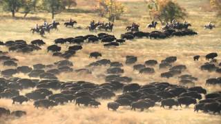 2014 Custer State Park Buffalo Roundup [upl. by Hibbs]