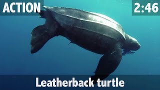 LEATHERBACK TURTLE [upl. by Sallie]