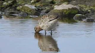 břehouš rudý Limosa lapponica Bar tailed Gotwit Pfuhlschepfe [upl. by Gusba]