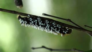 コマユバチの繭に覆われたクヌギカレハ Lasiocampidae caterpillar covered with braconid wasp cocoons [upl. by Aihtennek]