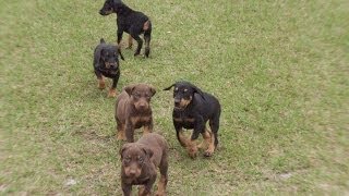 Doberman Pinscher Puppies Dogs For Sale In Jacksonville Florida FL 19Breeders Orlando [upl. by Zipporah298]