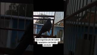 SABIÁ LARANJEIRA CANTO PIEDADE LEGÍTIMO shorts sabialaranjeira viralvideo [upl. by Sirama]