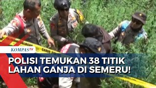 Temukan 38 Titik Lahan Ganja di Gunung Semeru Polisi Perluas Pencarian dengan Drone [upl. by Kred71]