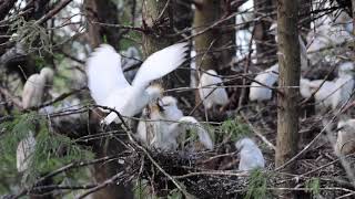 North Florida Cowbird Rookery Makes a Lot of Noise [upl. by Seraphine]