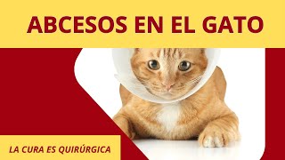 DE LA DESESPERACIÓN A LA FELICIDAD COMO CURAR UN ABCESO EN UN GATO DE MANERA QUIRÚRGICA [upl. by Parke933]