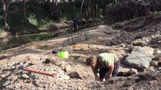 kus TV Sluicing for gold on Tuena Creek NSW Australia [upl. by Eihtak]