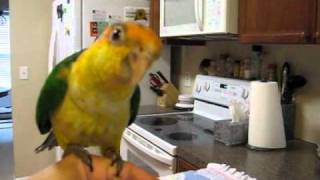 Hand Fed Baby White Bellied Caiques For Sale [upl. by Aneej89]