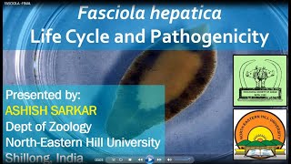 Fasciola hepatica Life Cycle and Pathogenicity [upl. by Okiruy]