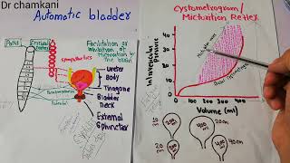 Renal physiology 51  Automatic bladder  Spinal shock [upl. by Ahsinav]