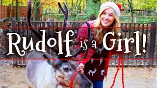 Rudolf is a Girl and other Reindeer Facts Maddie Moate [upl. by Yaakov637]