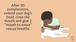 A Guide to CPR for Dogs  AnatomyStuff [upl. by Ydnem239]