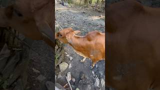 Pemberian anpiretik sapilembu jantan demam tiga hari cow shorts animals [upl. by Arri255]