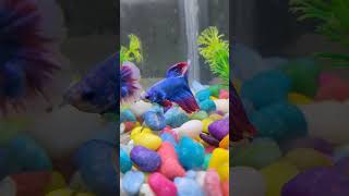 Fish tank 🐬aquarium 🐟fishtank fish guppy betafish fishaquarium beta [upl. by Anuait]