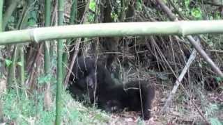 Gorilla Doctors Check on a Baby Gorilla with Tremors [upl. by Burd226]