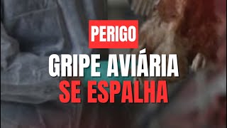 GRIPE AVIARIA SE ESPALHA NOVA PANDEMIA [upl. by Anierdna]