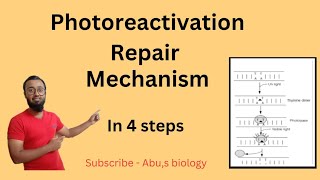 Photoreactivation repair mechanism in HindiDNA RepairMolecular biology [upl. by Neukam527]