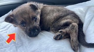 Tirado a la calle el perrito gira en diferentes direcciones y no puede sostener la cabeza [upl. by Amado88]