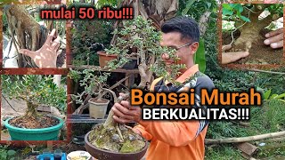 MERAPAT❗❗❗ Bonsai Harga Mulai 50 ribu  Bahan Bonsai Murah [upl. by Akem222]