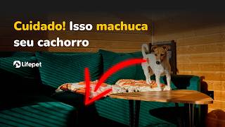 Seu Cachorro Sobe e Desce do Sofá Cuidado Isso Está Machucando Ele [upl. by Anizor918]