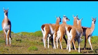 GUANACO QUE GRITATORRES DEL PAINE2013 [upl. by La]