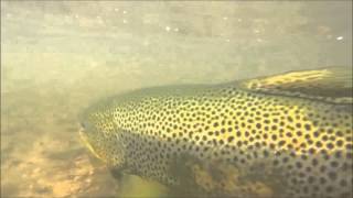 Big trout release on Loch Garry [upl. by Etsirk]