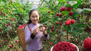 Harvesting raspberries and bring them to the market sell  cooking and selling [upl. by Aicil]