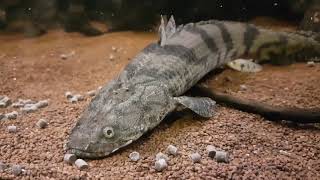 Bichir Polypterus Feeding Ornate Delhezi Ansorgii Weeksii Endlicheri quotTodziquot and more [upl. by Neleb]