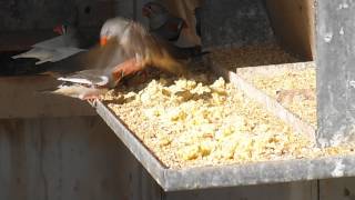 Zebra Finches Eating Egg [upl. by Yart90]