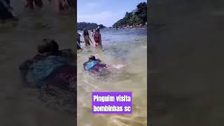 Pinguim visita praia da lagoinha bombinhas brazil pescaria santacatarina [upl. by Bower]