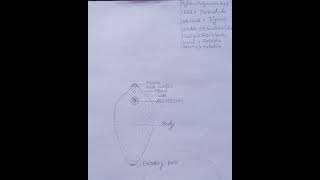 Fasciola hepaticadiagramLiver flukeclassificationzoology practicaldiagrambscviralshorts [upl. by Lindner]