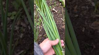 Harvesting Our Bunching Green Onions So Easy to Grow and Cut Grocery Costs backyardgardening [upl. by Petrie]