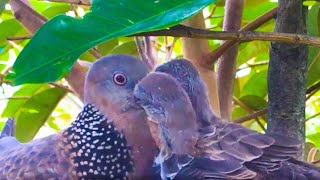 Spotted Dove Find Their Food From Mom Throat – Bird Regurgitates Food For Baby Bird Watching Ep17 [upl. by Wendolyn]